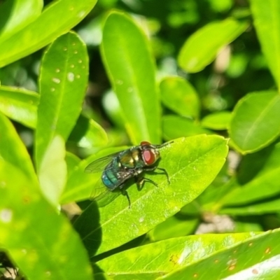 Chrysomya sp. (genus) (A green/blue blowfly) at QPRC LGA - 24 Mar 2024 by clarehoneydove