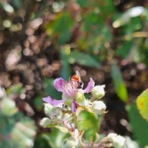 Exoneura sp. (genus) at QPRC LGA - suppressed