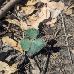 Marsilea drummondii (Common Nardoo) at Lake Rowan, VIC - 24 Mar 2024 by Darcy