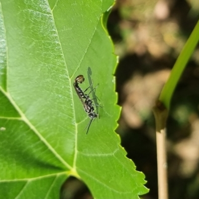 Thynninae (subfamily) (Smooth flower wasp) at QPRC LGA - 24 Mar 2024 by clarehoneydove