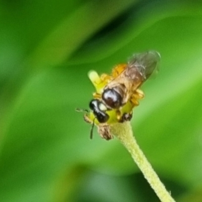 Exoneura sp. (genus) (A reed bee) at QPRC LGA - 24 Mar 2024 by clarehoneydove