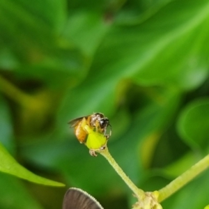 Exoneura sp. (genus) at QPRC LGA - 24 Mar 2024