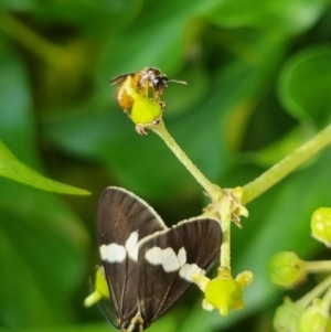 Exoneura sp. (genus) at QPRC LGA - 24 Mar 2024