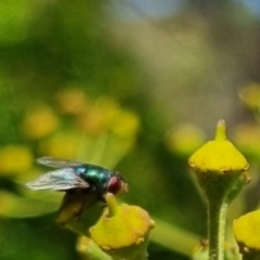 Chrysomya sp. (genus) (A green/blue blowfly) at QPRC LGA - 24 Mar 2024 by clarehoneydove