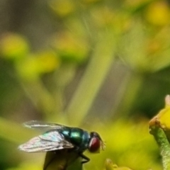 Chrysomya sp. (genus) at QPRC LGA - suppressed