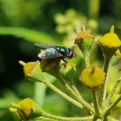 Chrysomya sp. (genus) at QPRC LGA - suppressed