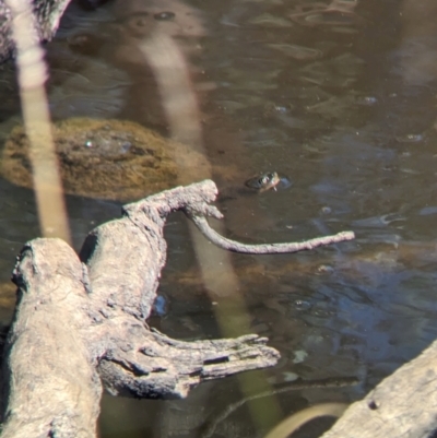 Chelodina longicollis (Eastern Long-necked Turtle) at Lake Rowan, VIC - 24 Mar 2024 by Darcy