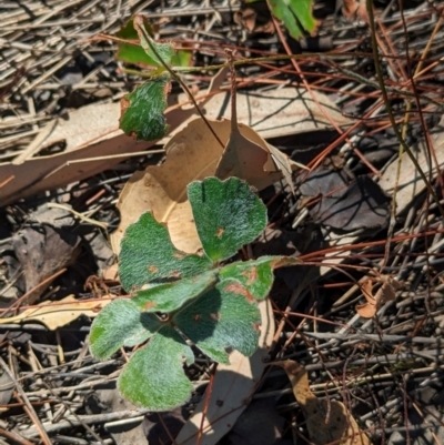 Marsilea drummondii (Common Nardoo) at Lake Rowan, VIC - 24 Mar 2024 by Darcy