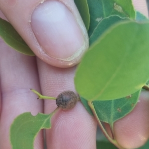 Trachymela sp. (genus) at QPRC LGA - 24 Mar 2024