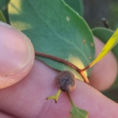 Trachymela sp. (genus) at QPRC LGA - 24 Mar 2024