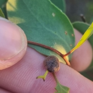 Trachymela sp. (genus) at QPRC LGA - 24 Mar 2024