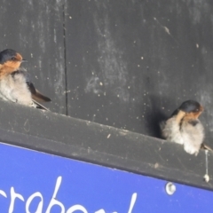 Hirundo neoxena (Welcome Swallow) at Jerrabomberra Wetlands - 29 Dec 2023 by AlisonMilton