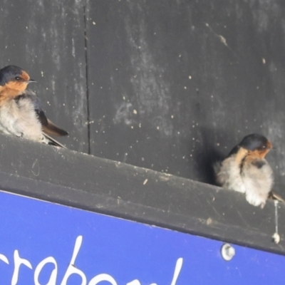 Hirundo neoxena (Welcome Swallow) at Jerrabomberra Wetlands - 29 Dec 2023 by AlisonMilton