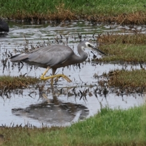 Egretta novaehollandiae at Jerrabomberra Wetlands - 29 Dec 2023 09:47 AM