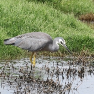 Egretta novaehollandiae at Jerrabomberra Wetlands - 29 Dec 2023 09:47 AM