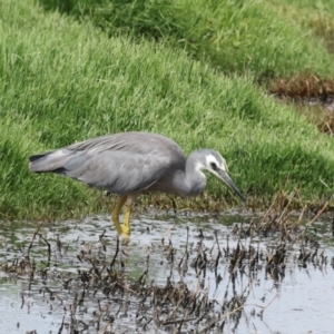 Egretta novaehollandiae at Jerrabomberra Wetlands - 29 Dec 2023 09:47 AM