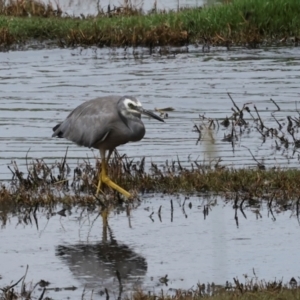 Egretta novaehollandiae at Jerrabomberra Wetlands - 29 Dec 2023 09:47 AM