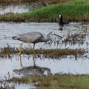 Egretta novaehollandiae at Jerrabomberra Wetlands - 29 Dec 2023 09:47 AM