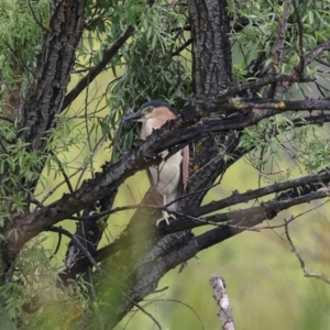 Nycticorax caledonicus at Jerrabomberra Wetlands - 29 Dec 2023