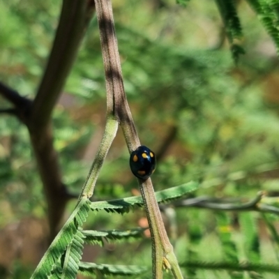 Orcus australasiae (Orange-spotted Ladybird) at QPRC LGA - 24 Mar 2024 by clarehoneydove