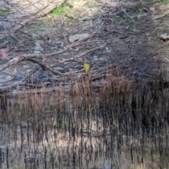 Lichenostomus melanops (Yellow-tufted Honeyeater) at Chiltern, VIC - 24 Mar 2024 by Darcy