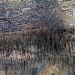 Lichenostomus melanops at Chiltern-Mt Pilot National Park - 24 Mar 2024 05:49 PM