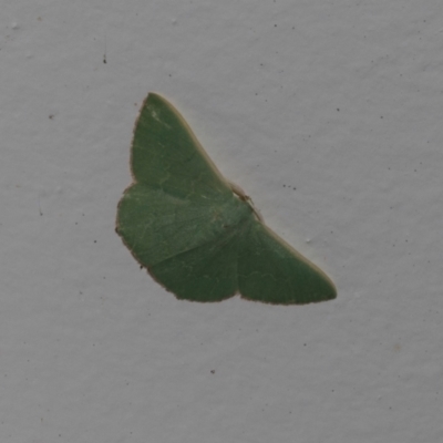 Prasinocyma semicrocea (Common Gum Emerald moth) at Higgins, ACT - 11 Jan 2024 by AlisonMilton