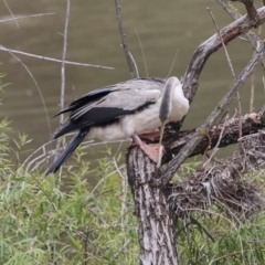 Anhinga novaehollandiae at Jerrabomberra Wetlands - 29 Dec 2023 12:45 PM