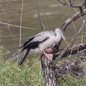 Anhinga novaehollandiae at Jerrabomberra Wetlands - 29 Dec 2023