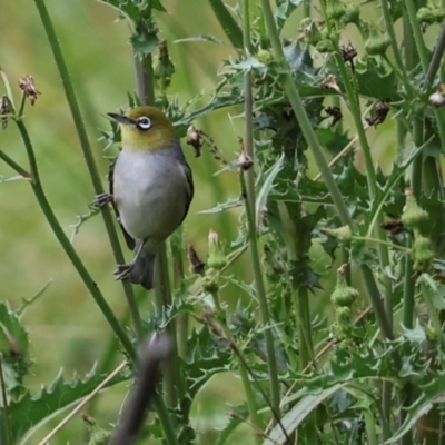 Zosterops lateralis (Silvereye) at Jerrabomberra Wetlands - 29 Dec 2023 by AlisonMilton