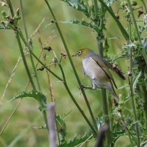 Zosterops lateralis at Jerrabomberra Wetlands - 29 Dec 2023 11:41 AM