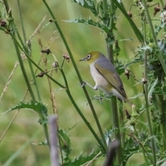 Zosterops lateralis at Jerrabomberra Wetlands - 29 Dec 2023 11:41 AM