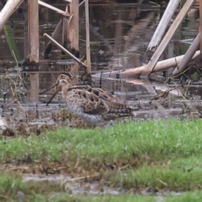 Gallinago hardwickii (Latham's Snipe) at Jerrabomberra Wetlands - 29 Dec 2023 by AlisonMilton