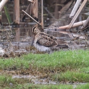 Gallinago hardwickii at Jerrabomberra Wetlands - 29 Dec 2023 12:12 PM