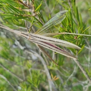 Acrida conica at QPRC LGA - suppressed