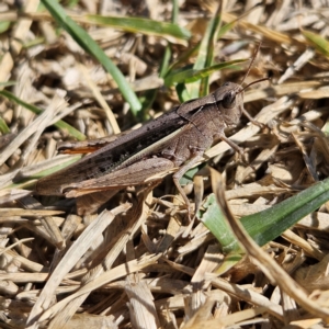 Schizobothrus flavovittatus at Strathnairn, ACT - 24 Mar 2024 03:47 PM