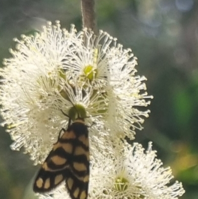 Asura lydia (Lydia Lichen Moth) at QPRC LGA - 23 Mar 2024 by clarehoneydove