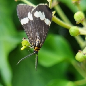 Nyctemera secundiana at QPRC LGA - suppressed