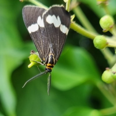Nyctemera secundiana (Magpie Moth) at QPRC LGA - 24 Mar 2024 by clarehoneydove