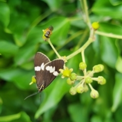 Nyctemera secundiana at QPRC LGA - suppressed