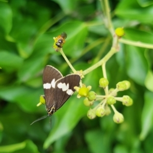 Nyctemera secundiana at QPRC LGA - suppressed