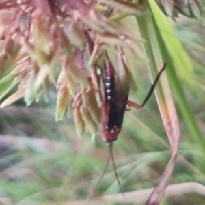 Lissopimpla excelsa at QPRC LGA - suppressed