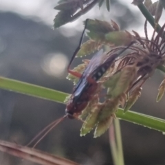 Lissopimpla excelsa at QPRC LGA - suppressed