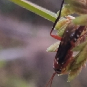 Lissopimpla excelsa at QPRC LGA - suppressed