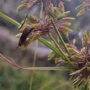 Lissopimpla excelsa at QPRC LGA - suppressed