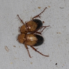 Phyllotocus macleayi (Nectar scarab) at Higgins, ACT - 11 Jan 2024 by AlisonMilton