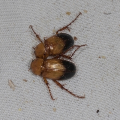 Phyllotocus macleayi (Nectar scarab) at Higgins, ACT - 11 Jan 2024 by AlisonMilton