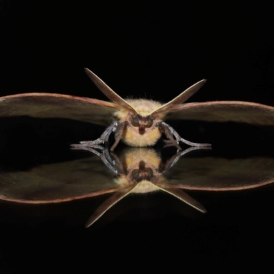 Anthela repleta at Wellington Point, QLD - 21 Mar 2024 by TimL