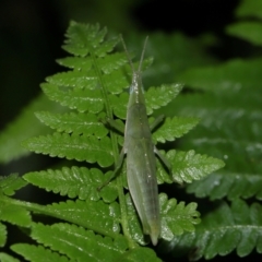 Atractomorpha similis (Northern Grass Pyrgimorph) at Capalaba, QLD - 24 Mar 2024 by TimL