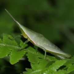 Atractomorpha similis at Capalaba, QLD - suppressed